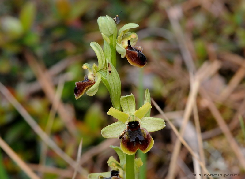 Orchidee del Chianti - Ophrys sphegodes e altre...